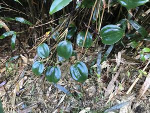 <a href="https://taieol.tw/muse/digi_object/2e581fbf3e43cbaff1976e05bcdcbe98" target="_blank">菝葜／By：pelser／iNaturalist</a>