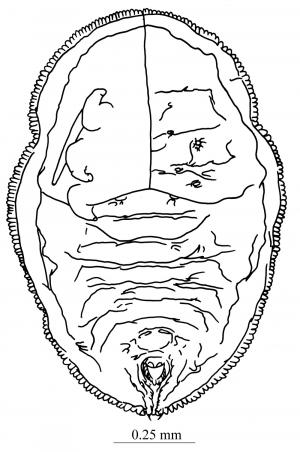 Aleurolobus hederae  Takahashi, 1935  常春藤穴粉蝨