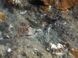<a href="https://taieol.tw/muse/digi_object/60053dab1ad2224820fbe6deee339353" target="_blank">五帶錦魚／By：langzi／iNaturalist</a>