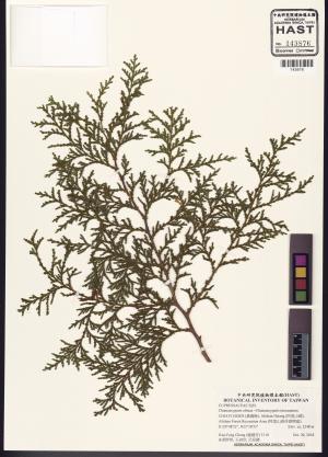 <a href="https://brmas.openmuseum.tw/muse/digi_object/8ab27ec64f68d0285584dfb6c653717b" target="_blank">日本扁柏／中央研究院生物多樣性研究博物館植物標本館 (HAST)</a>