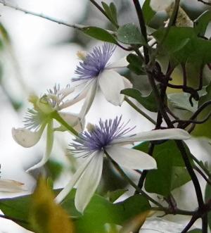 <a href="https://taieol.tw/muse/digi_object/a9bbc5c990f2d96e1f9b266b6cf39b22" target="_blank">屏東鐵線蓮／By：skwang／iNaturalist</a>