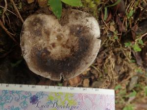 Russula albonigra(白黑紅菇)