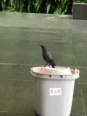 <a href="https://taieol.tw/muse/digi_object/9ca1bd0e924ae0490c613ab8f829bf7e" target="_blank">藍磯鶇／By：jingtzuo／iNaturalist</a>