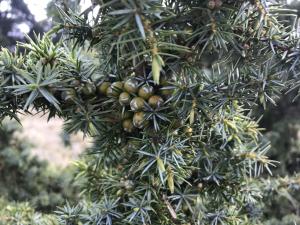 <a href="https://taieol.tw/muse/digi_object/ebf088d9b3d41e7f97177765f175b1e3" target="_blank">刺柏／By：argan／iNaturalist</a>