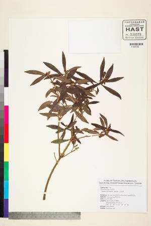 <a href="https://brmas.openmuseum.tw/muse/digi_object/8b125487cdffc6376a729b4e9281fc2b" target="_blank">台灣瑞香／中央研究院生物多樣性研究博物館植物標本館 (HAST)</a>