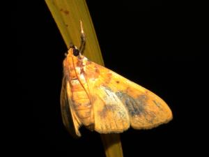 <a href="https://taieol.tw/muse/digi_object/e18cc4fe898e4d8b35e87f6cd34b5d63" target="_blank">Pachynoa thoosalis／By：shaurong／iNaturalist</a>