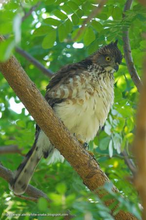 20110127 鳳頭蒼鷹-亞成@高雄 266