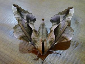 <a href="https://taieol.tw/muse/digi_object/c98a9e7befe021e113eddd8449d1a355" target="_blank">Phyllosphingia dissimilis dissimilis／By：Hsiengan Huang／臺灣物種名錄(TaiCOL)</a>