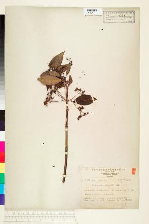 <a href="https://brmas.openmuseum.tw/muse/digi_object/8b332e39de850926b2341ea87185dc43" target="_blank">華八仙／中央研究院生物多樣性研究博物館植物標本館 (HAST)</a>