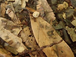 Marasmius aff.01 rotula(車軸小皮傘之相似種一號)