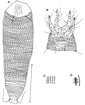 Aceria monoica Huang, 2001