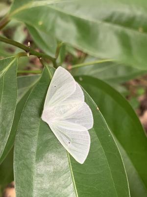 <a href="https://taieol.tw/muse/digi_object/feb37da592d9a8c09c45e5c8dc4ff5a9" target="_blank">Arctornis cygna／By：irene2021／iNaturalist</a>