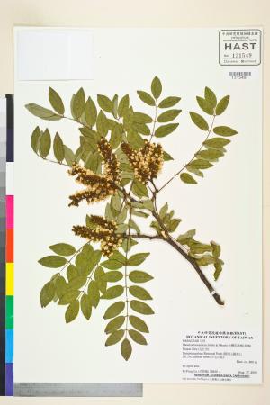 <a href="https://brmas.openmuseum.tw/muse/digi_object/8b4b988014ed03f7824efb01d452140c" target="_blank">台灣馬鞍樹(島槐)／中央研究院生物多樣性研究博物館植物標本館 (HAST)</a>