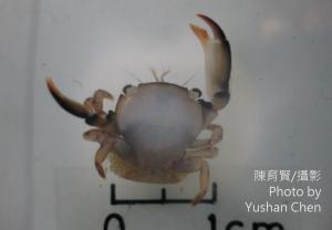 滑指擬梯形蟹 Tetralia rubridactyla  