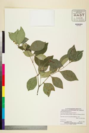 <a href="https://brmas.openmuseum.tw/muse/digi_object/8b737492868d117c214c0be82d8a9b9f" target="_blank">松田氏衛矛／中央研究院生物多樣性研究博物館植物標本館 (HAST)</a>
