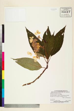 <a href="https://brmas.openmuseum.tw/muse/digi_object/8b9d68d4c03ebda0cb994b4ddf3aa496" target="_blank">藤繡球／中央研究院生物多樣性研究博物館植物標本館 (HAST)</a>