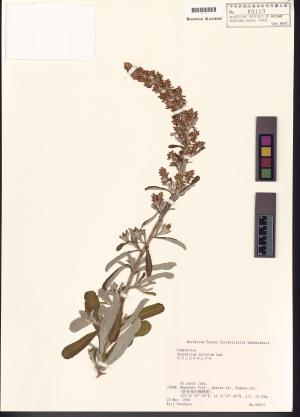 <a href="https://brmas.openmuseum.tw/muse/digi_object/8ba2089741ac32774421e577a895d924" target="_blank">裏白鼠麴草／中央研究院生物多樣性研究博物館植物標本館 (HAST)</a>