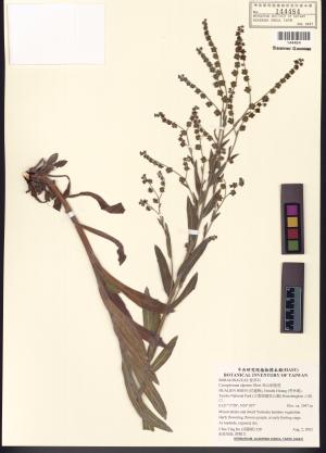 <a href="https://brmas.openmuseum.tw/muse/digi_object/8ba20edc4aea18713d658d200f3e40b6" target="_blank">高山倒提壺／中央研究院生物多樣性研究博物館植物標本館 (HAST)</a>
