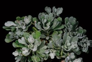 <a href="https://taieol.tw/muse/digi_object/00337a6ff47a4dd8945522eefab92b2e" target="_blank">蘄艾／By：金門植物誌／金門國家公園管理處</a>