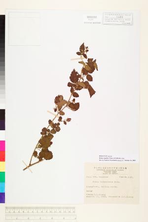 <a href="https://brmas.openmuseum.tw/muse/digi_object/8bbf1c827148ee3fad3e540d5cce9ae0" target="_blank">刺莓／中央研究院生物多樣性研究博物館植物標本館 (HAST)</a>
