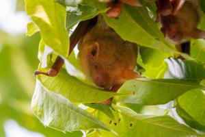 <a href="https://taieol.tw/muse/digi_object/02ae3ebeea4f6119d5f24a5ea4f36e6e" target="_blank">金黃鼠耳蝠／By：naturalist17166／iNaturalist</a>