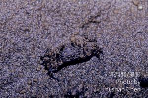 <a href="https://taieol.tw/muse/digi_object/f4b7d283f77ee866db4e72d070785be4" target="_blank">中型股窗蟹／By：陳育賢／陳育賢</a>