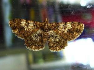 <a href="https://taieol.tw/muse/digi_object/b8f0430e70df6bff6a587a5795bc829a" target="_blank">Diplurodes vestita fuscovestita／By：Hsiengan Huang／臺灣物種名錄(TaiCOL)</a>