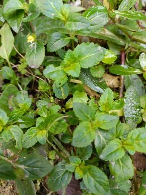 <a href="https://taieol.tw/muse/digi_object/7a9c064f6cff90415f976ecaaff06780" target="_blank">Erythranthe nepalensis／By：lii_plum／iNaturalist</a>