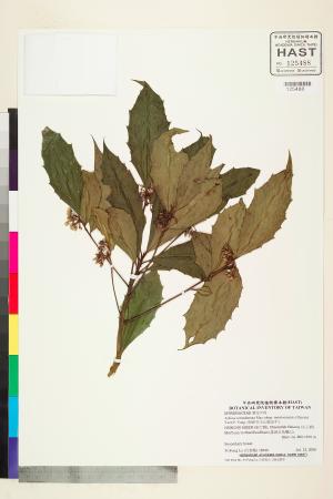 <a href="https://brmas.openmuseum.tw/muse/digi_object/8c315996e751a8fba1ae765b0bc343ab" target="_blank">雨傘仔(玉山紫金牛)／中央研究院生物多樣性研究博物館植物標本館 (HAST)</a>