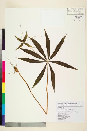<a href="https://brmas.openmuseum.tw/muse/digi_object/8c32728b0430892112461f4abab994ba" target="_blank">高山七葉一枝花／中央研究院生物多樣性研究博物館植物標本館 (HAST)</a>