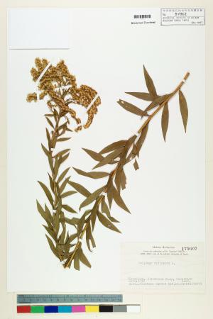 <a href="https://brmas.openmuseum.tw/muse/digi_object/8c3a4a7a20e1a3daeb880f73189215d3" target="_blank">北美一枝黃花／中央研究院生物多樣性研究博物館植物標本館 (HAST)</a>