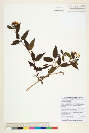 <a href="https://brmas.openmuseum.tw/muse/digi_object/8c3e806b398afb64493663072c1b9b7b" target="_blank">阿里山忍冬／中央研究院生物多樣性研究博物館植物標本館 (HAST)</a>