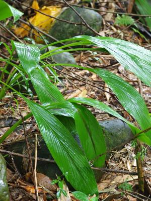 <a href="https://taieol.tw/muse/digi_object/5dedbfe79c9581525d5ca0ad2ea1cd9d" target="_blank">薑黃／By：leaf0605／iNaturalist</a>
