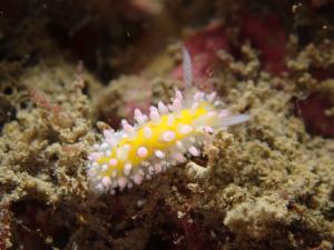 <a href="https://taieol.tw/muse/digi_object/96d7d0361147ca397c65e9fadb1ce304" target="_blank">Cadlinella subornatissima／By：marcxue／iNaturalist</a>