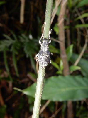 <a href="https://taieol.tw/muse/digi_object/f826ffcc1999543a239214043c219c2b" target="_blank">Episomus takahashii／By：lava_chen／iNaturalist</a>