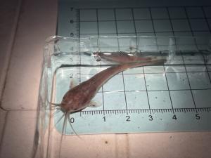 <a href="https://taieol.tw/muse/digi_object/025f0f02c4425a8f260d70074053b796" target="_blank">塘虱魚／By：lilyleecc／iNaturalist</a>
