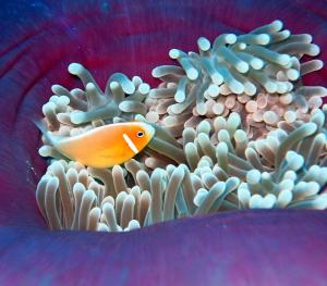 Amphiprion perideraion 粉紅雙鋸魚