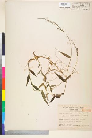 <a href="https://brmas.openmuseum.tw/muse/digi_object/8c5f05537aa451da14646015be2ea616" target="_blank">竹葉草／中央研究院生物多樣性研究博物館植物標本館 (HAST)</a>