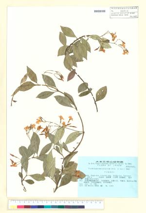 <a href="https://brmas.openmuseum.tw/muse/digi_object/8c6a8e4b0b3d53bfc3d0aee50ba7a90a" target="_blank">細梗絡石／中央研究院生物多樣性研究博物館植物標本館 (HAST)</a>