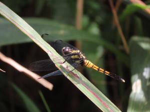 <a href="https://taieol.tw/muse/digi_object/060176de3e086d0946c2ca619d4ed313" target="_blank">灰黑蜻蜓／By：naturalist14740／iNaturalist</a>