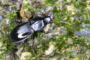 Pterostichus distinctissimus _20160607_台中大雪山