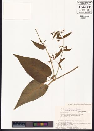 <a href="https://brmas.openmuseum.tw/muse/digi_object/8ca414593f17d027072f56808cb7bde9" target="_blank">鎮江白前／中央研究院生物多樣性研究博物館植物標本館 (HAST)</a>