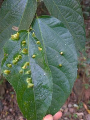 <a href="https://taieol.tw/muse/digi_object/28bd1ebf31d7d65979f589cd0865200d" target="_blank">澀葉榕／By：naturalist6455／iNaturalist</a>
