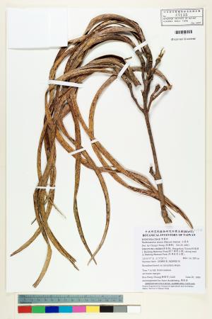 <a href="https://brmas.openmuseum.tw/muse/digi_object/8ce0219a6dd5e1cdce236bc32bd7508b" target="_blank">山菜豆／中央研究院生物多樣性研究博物館植物標本館 (HAST)</a>
