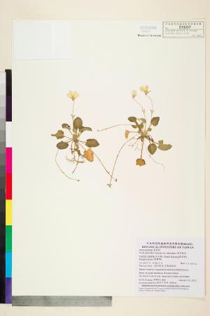 <a href="https://brmas.openmuseum.tw/muse/digi_object/8ce59fa19518e4051702d502dc81b065" target="_blank">喜岩堇菜／中央研究院生物多樣性研究博物館植物標本館 (HAST)</a>