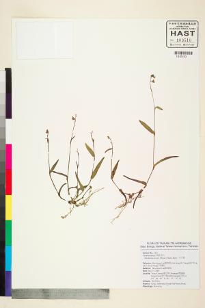 <a href="https://brmas.openmuseum.tw/muse/digi_object/8ce9d74272529c748e77f71e46fca7b9" target="_blank">水竹葉／中央研究院生物多樣性研究博物館植物標本館 (HAST)</a>