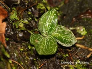 <a href="https://taieol.tw/muse/digi_object/0f1977370d071a8e359fdf3105d12213" target="_blank">Goodyera hachijoensis／By：chinaberryhuang／iNaturalist</a>
