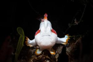 <a href="https://taieol.tw/muse/digi_object/be128416afd654721a66592d0423ed9f" target="_blank">大斑躄魚／By：julianhsu／iNaturalist</a>