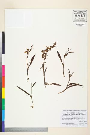 <a href="https://brmas.openmuseum.tw/muse/digi_object/8d4c5af97cc7e2524bf3fe6189dfa6d7" target="_blank">台灣小蝶蘭／中央研究院生物多樣性研究博物館植物標本館 (HAST)</a>