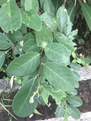 <a href="https://taieol.tw/muse/digi_object/8065b3e5eb992cc37ee08555a7514704" target="_blank">土密樹／By：kellyshu／iNaturalist</a>